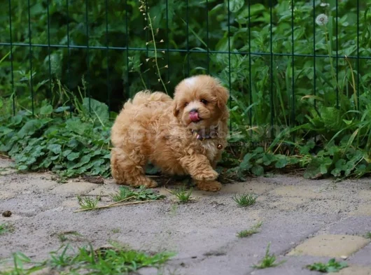 Gerçek Malti̇poo Anne Baba Dan Orji̇nal Malti̇poo Yavrular görsel
