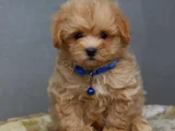 Gerçek Malti̇poo Anne Baba Dan Orji̇nal Malti̇poo Yavrular