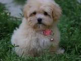 Gerçek Malti̇poo Anne Baba Dan Orji̇nal Malti̇poo Yavrular