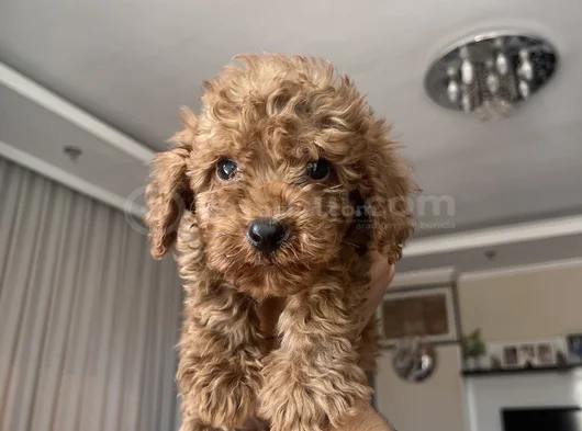 Güzeller Güzeli Toy Poodle Yavrularımız Yeni Yuvasını Arıyor