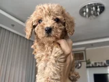 Güzeller Güzeli Toy Poodle Yavrularımız Yeni Yuvasını Arıyor
