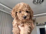 Güzeller Güzeli Toy Poodle Yavrularımız Yeni Yuvasını Arıyor