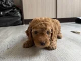 Güzeller Güzeli Toy Poodle Yavrularımız Yeni Yuvasını Arıyor