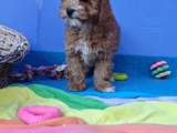 Gerçek Malti̇poo Anne Baba Dan Orji̇nal Malti̇poo Yavrular