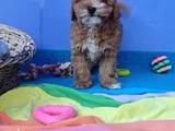 Gerçek Malti̇poo Anne Baba Dan Orji̇nal Malti̇poo Yavrular