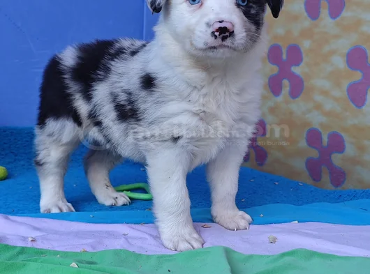 Si̇yah Beyaz Ve Blue Merle Border Coli̇e görsel