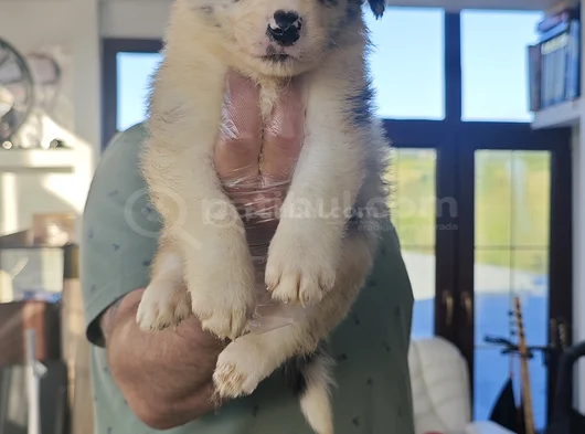 Si̇yah Beyaz Ve Blue Merle Border Coli̇e görsel