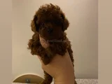 Ev ortamı toypoodle