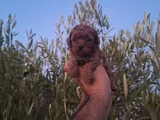 Üst Kalite Kore Toy Poodle Yavrular