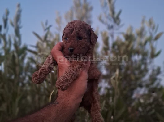 Üst Kalite Kore Toy Poodle Yavrular görsel