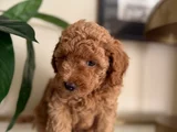 Saf Kan Yüksek Kali̇te Toy Poodle Yavrularimiz