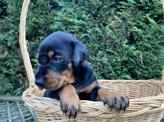 Her Renkte Safkan Doberman Yavruları görsel