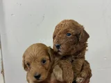 Malti̇po Bebi̇şler