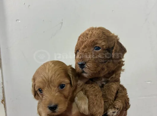 Malti̇po Bebi̇şler görsel