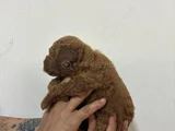 Malti̇po Bebi̇şler