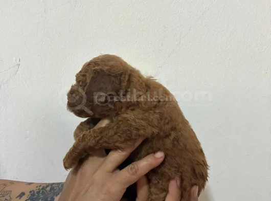 Malti̇po Bebi̇şler görsel