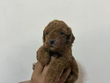Malti̇po Bebi̇şler