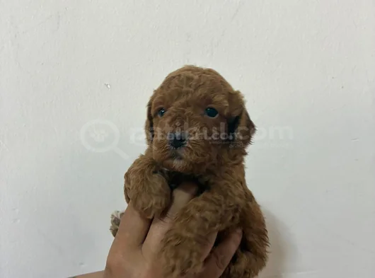 Malti̇po Bebi̇şler görsel