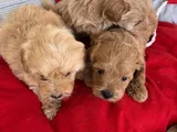 MALTİPO BEBİŞLER