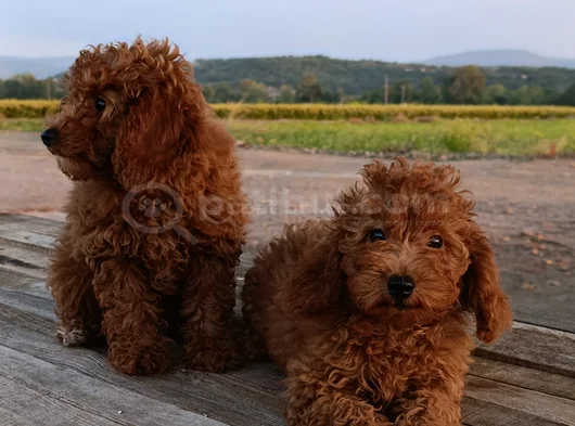 Toy Poodle Yavrularımız görsel