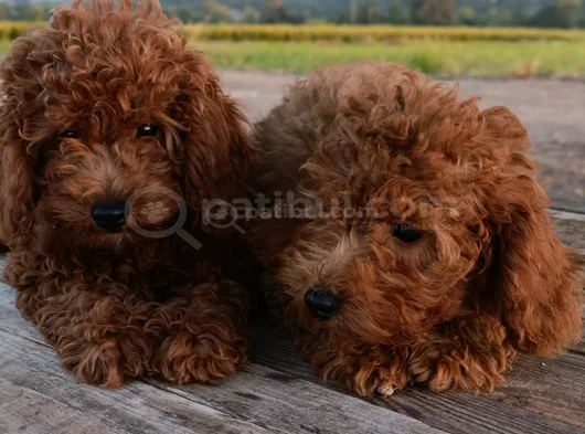 Toy Poodle Yavrularımız