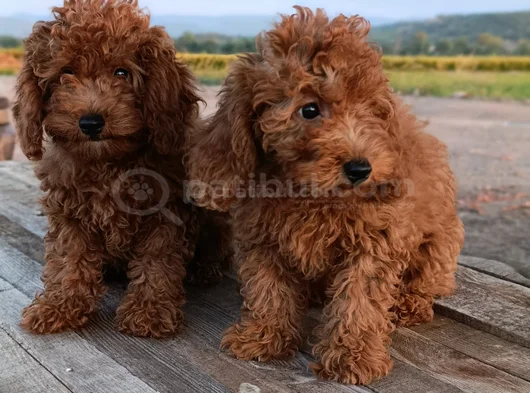 Toy Poodle Yavrularımız görsel