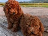 Toy Poodle Yavrularımız