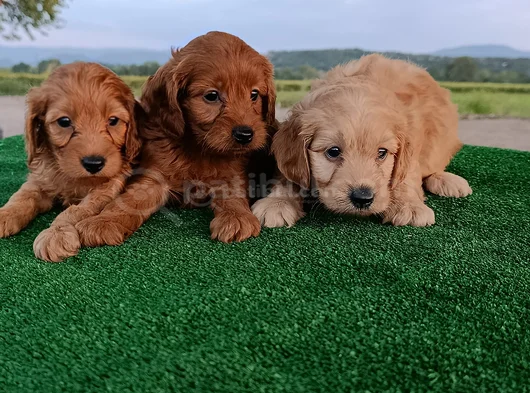 Cockapoo görsel
