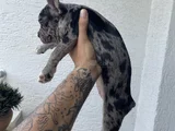 2 Aylık Sağlıklı Dişi French Bulldog Lilac Merle