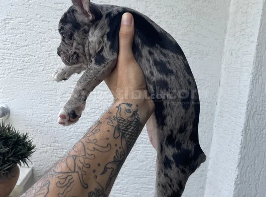 2 Aylık Sağlıklı Dişi French Bulldog Lilac Merle görsel