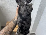 2 Aylık Sağlıklı Dişi French Bulldog Lilac Merle