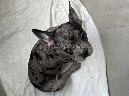 2 Aylık Sağlıklı Dişi French Bulldog Lilac Merle