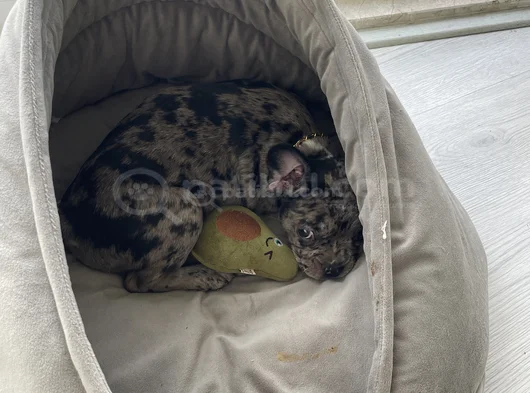 2 Aylık Sağlıklı Dişi French Bulldog Lilac Merle görsel