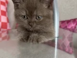 Nadir Bulunan Cinnamon British Shorthair