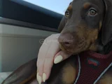 Yavru Doberman Yuva Arıyor