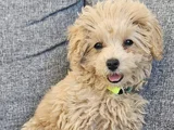 4 Aylık Temel Ve Tuvalet Egitimli Toy Poodle