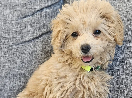 4 Aylık Temel Ve Tuvalet Egitimli Toy Poodle görsel