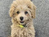 4 Aylık Temel Ve Tuvalet Egitimli Toy Poodle