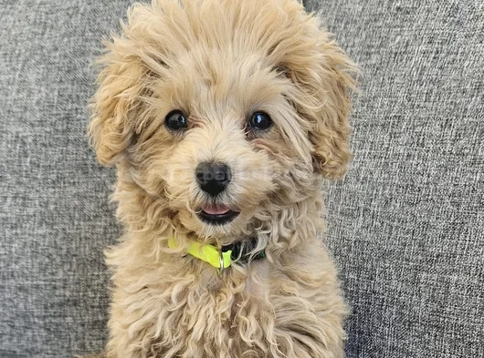 4 Aylık Temel Ve Tuvalet Egitimli Toy Poodle görsel