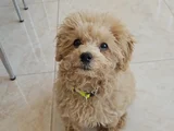 4 Aylık Temel Ve Tuvalet Egitimli Toy Poodle