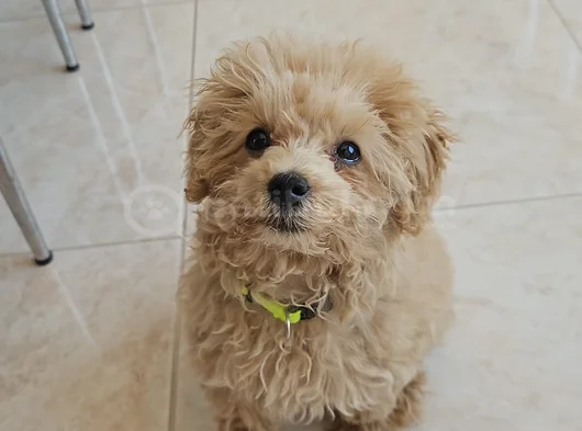 4 Aylık Temel Ve Tuvalet Egitimli Toy Poodle görsel