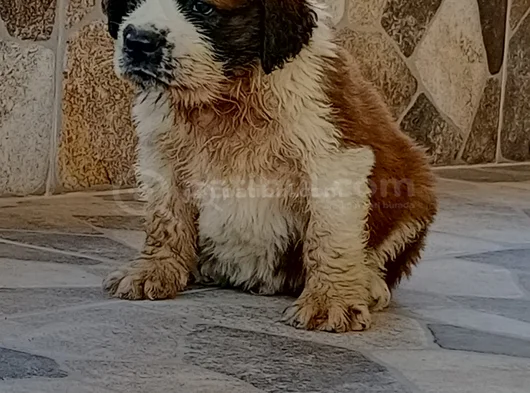 St Bernand
