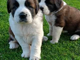 St Bernand