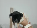 Son 3 Erkek French Buldog Yavrumuz