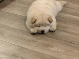 Aslan Gi̇bi̇ Chow Chow Çi̇n Aslanlarirrr