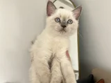Brtish Blue Point DİŞİ 2 aylık