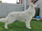 White Swiss İsviçre Kurdu