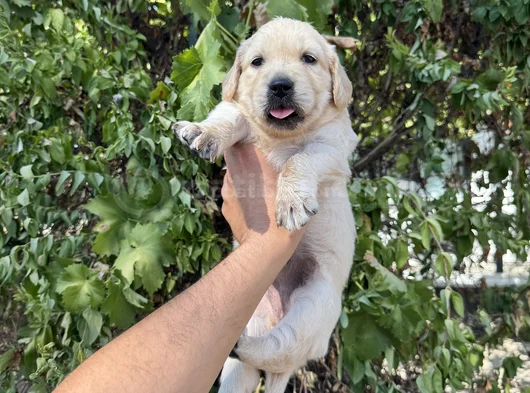 Baby Face Golden Yavrular