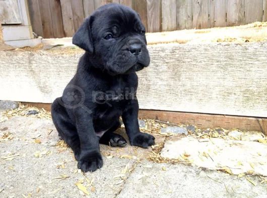 Safkan A Kalite Cane Corso Dişi Erkek Yavrular görsel