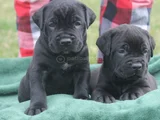 Safkan A Kalite Cane Corso Dişi Erkek Yavrular